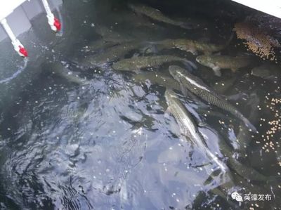 厲害了!英德有人用集裝箱養(yǎng)魚(yú),1個(gè)箱抵過(guò)3畝傳統(tǒng)魚(yú)塘